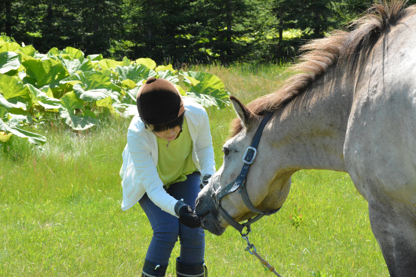 画像：広い草原で草を食んでいる馬にご挨拶してみましょう。