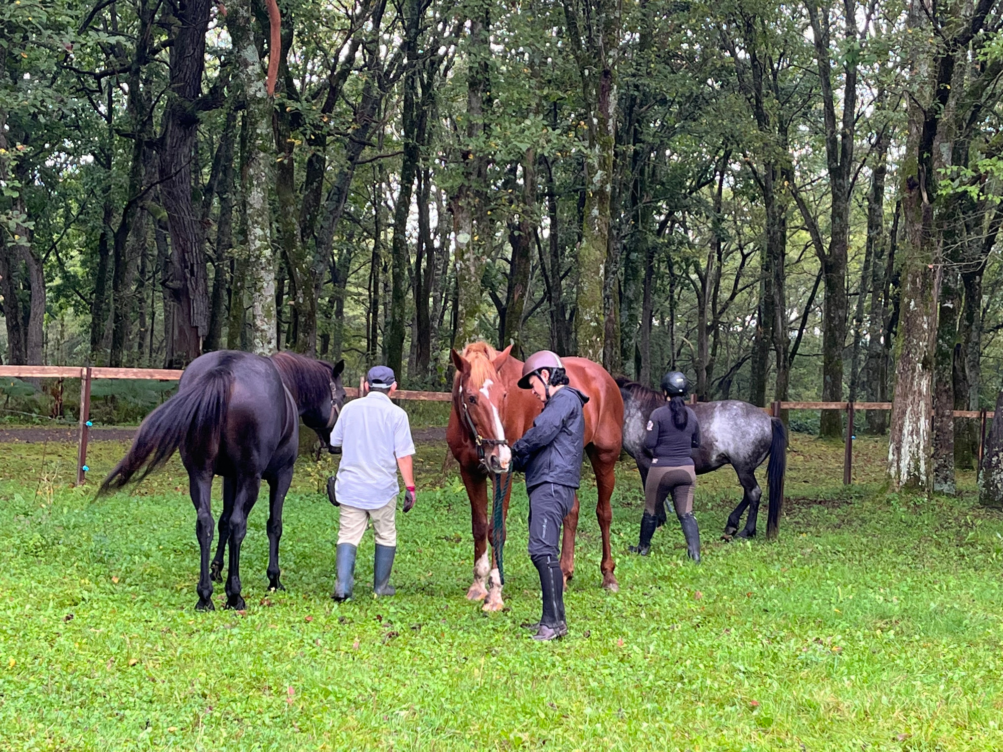 写真：乗馬