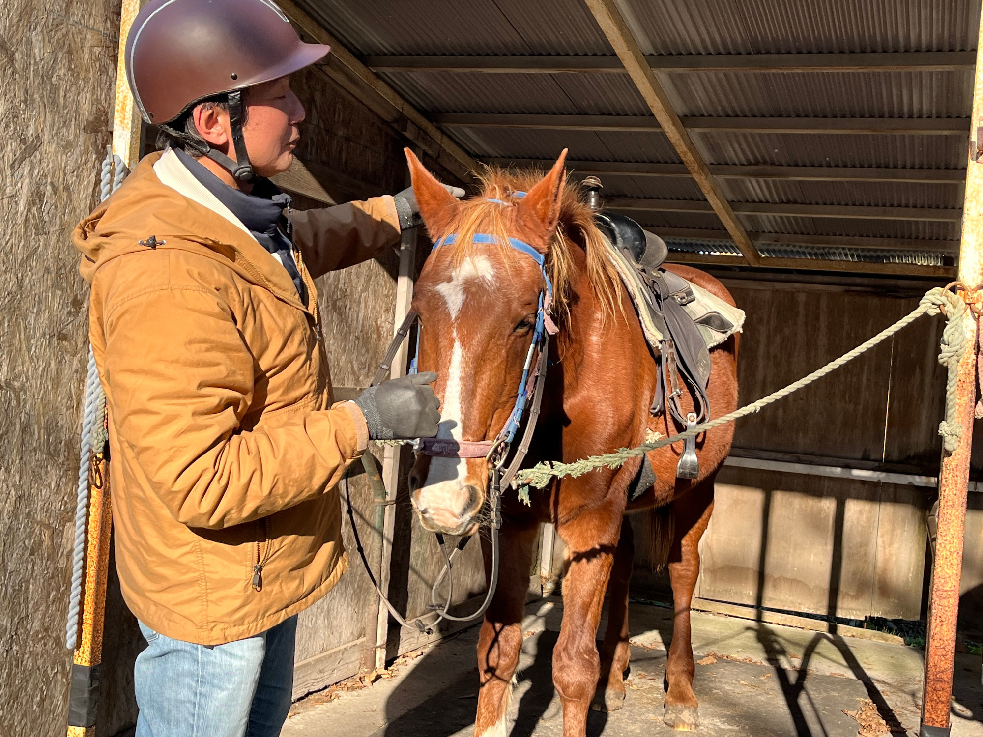 写真：馬とのふれあい